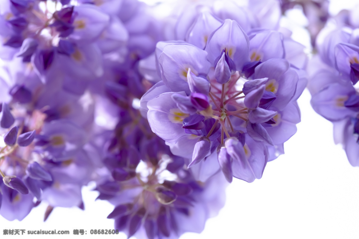 紫藤花 紫藤 紫色 花卉 优雅 植物 盛开 花瓣 背景 花草 生物世界