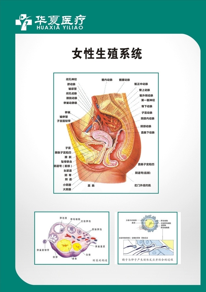 妇科 图谱 妇科生殖 生殖 系统 妇科图片 生殖系统 矢量