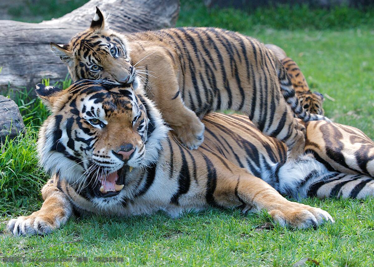老虎 动物 野生动物 捕食者 野生 哺乳动物 纹身 卡通 生物世界