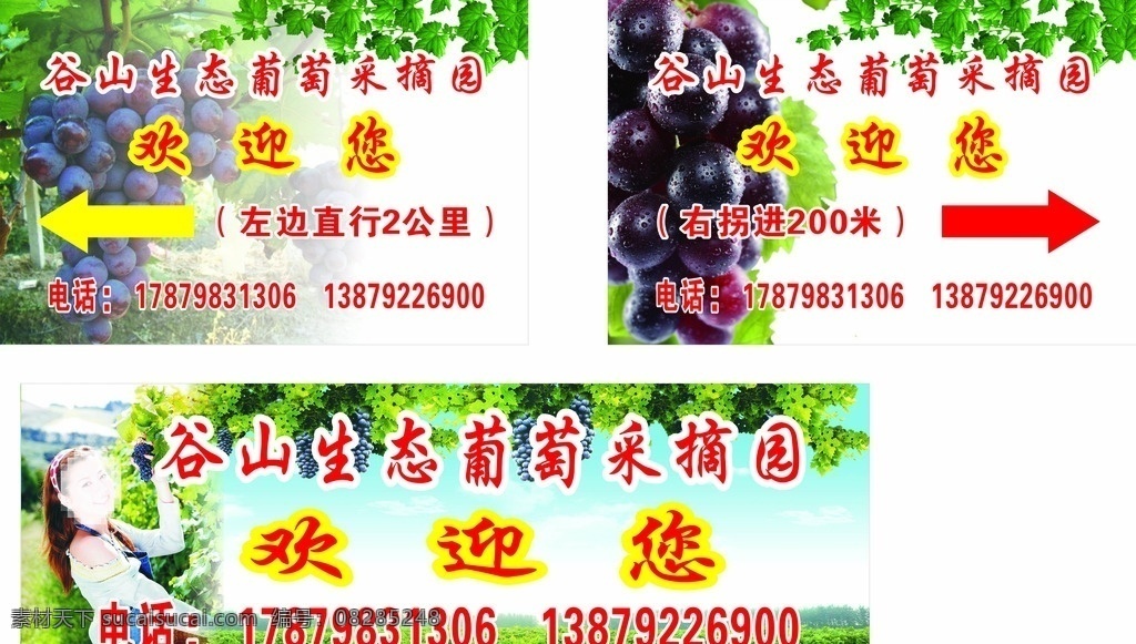 葡萄采摘园 采摘园 葡萄 美女 叶子 葡萄园 蓝天 白云