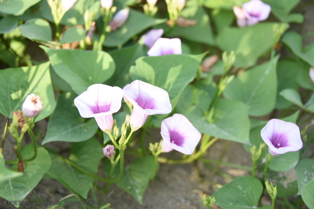 番薯花 植物 花朵 花儿 农业 开花 种植 生长期 生物世界 花草