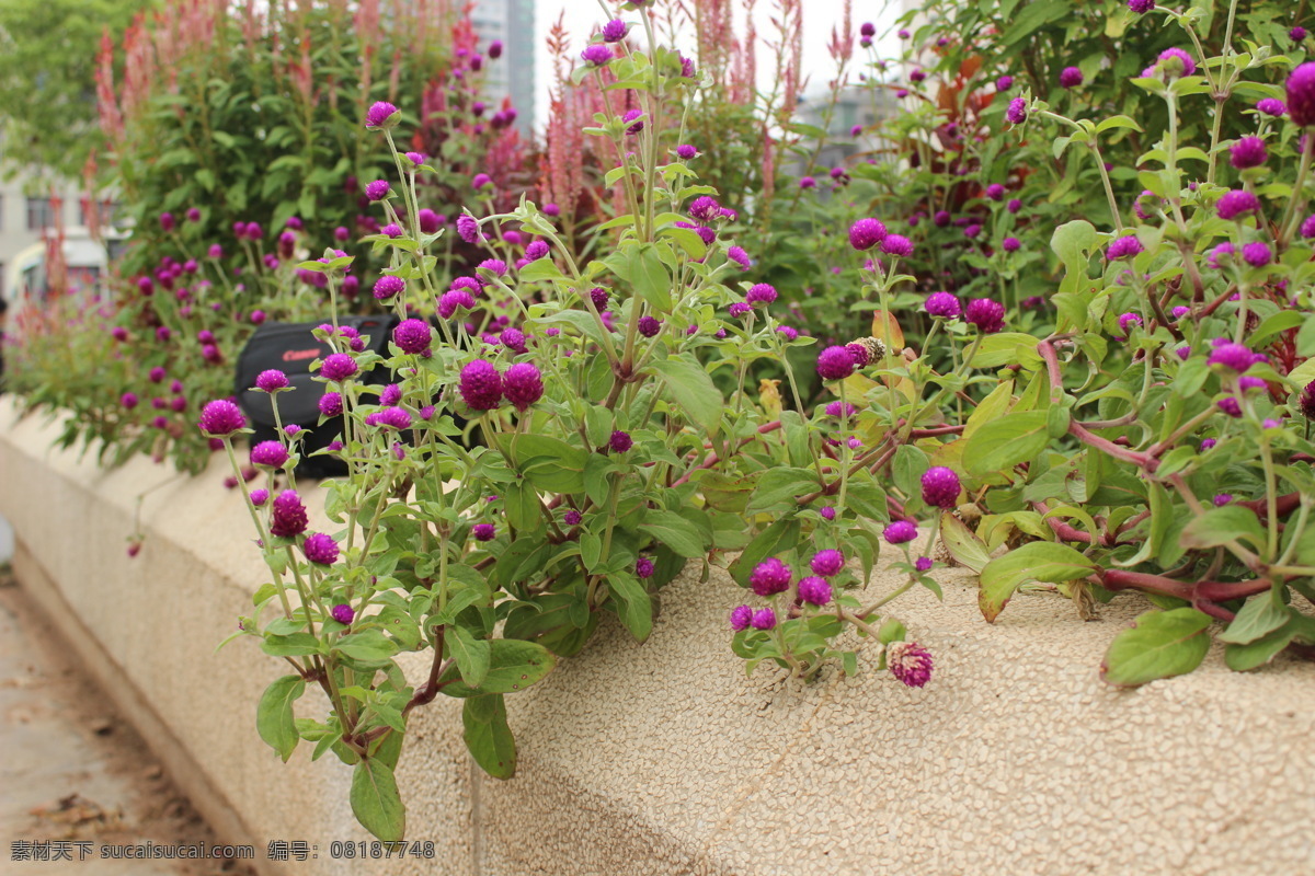 百日红 花 学校 自然风景 自然景观 相机包 栏 花的海洋 psd源文件