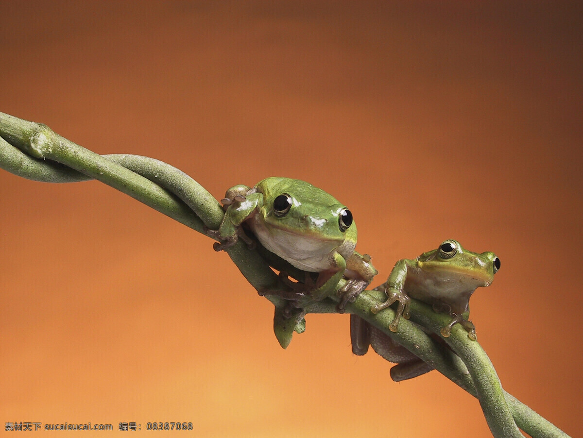 趴在 树枝 上 两 只 小 青蛙 动物 两栖动物 可爱 两只青蛙 陆地动物 生物世界
