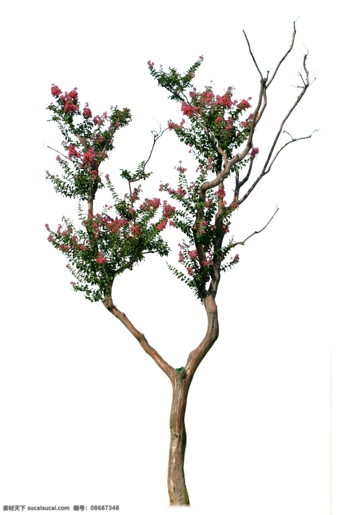 开花的树 红色花朵 开花植物 树素材 单体树 树分层 树高清 分层