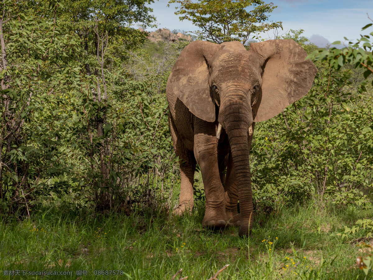 非洲大象 野生大象 非洲象 象牙 象鼻 长鼻子 动物世界 动物园 地球家园 狩猎 偷猎 保护动物 珍稀动物 生物世界 野生动物