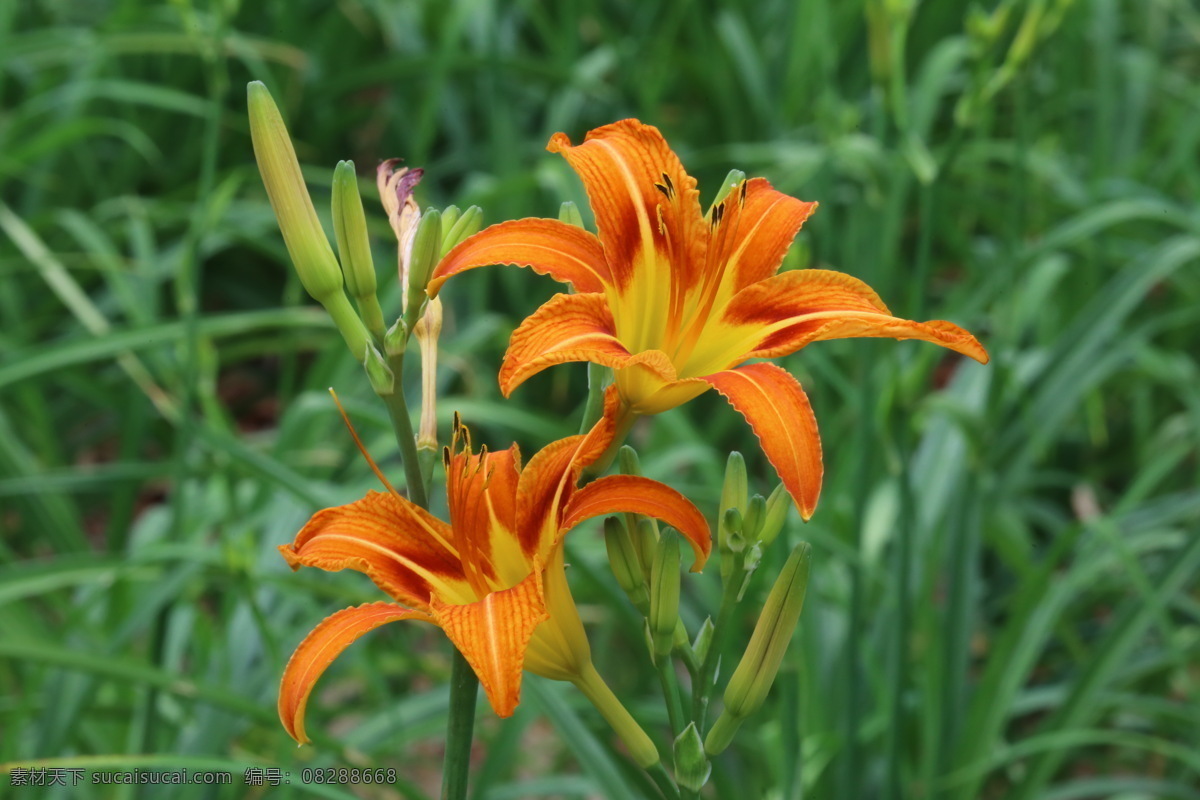 萱草花 萱草 忘忧草 黄花菜 金针菜 大花萱草 花卉 花儿 花骨朵 花草 植物 园林绿化 绿化景观 萱草忘忧草 生物世界