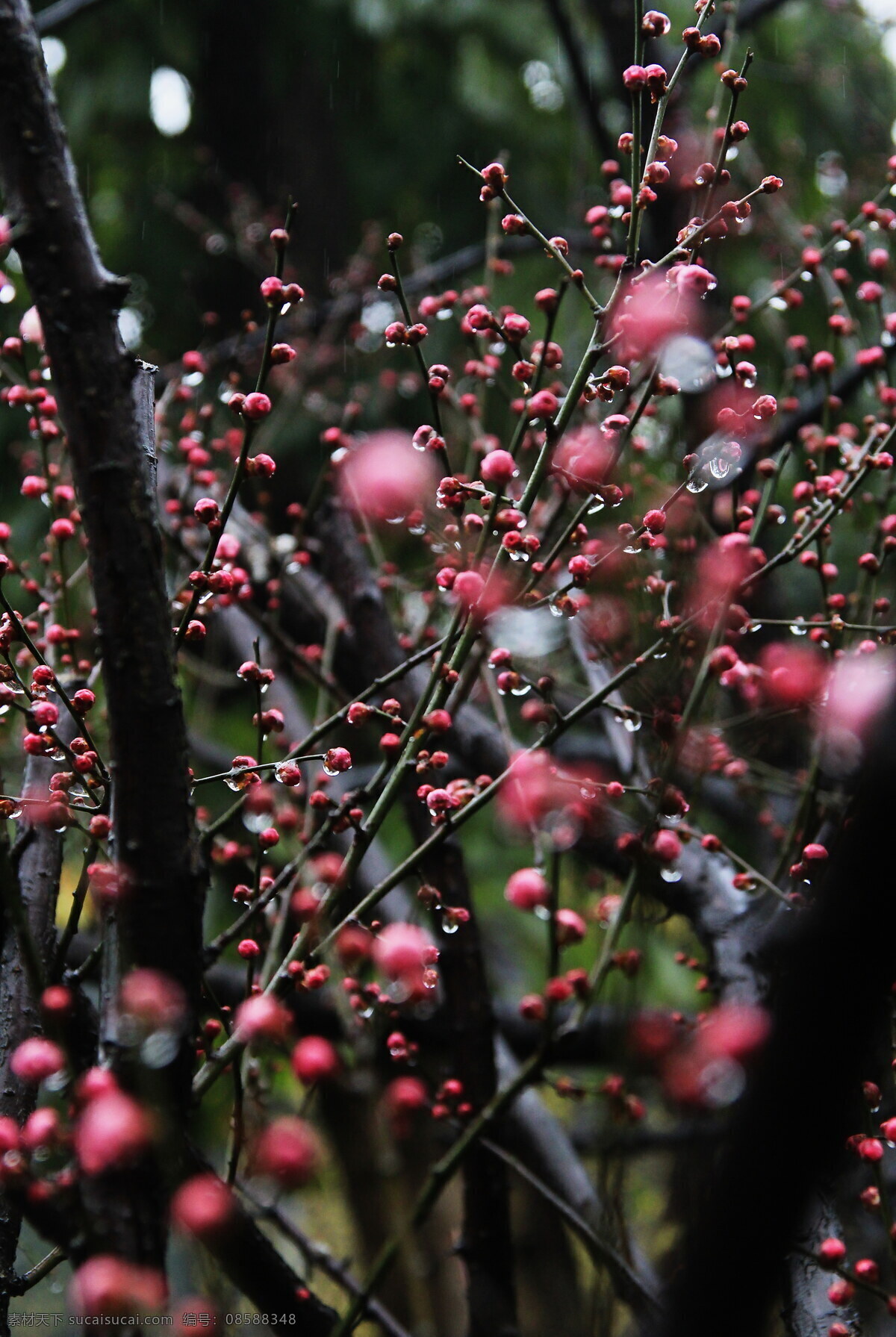 闹春红梅 花卉摄影 红梅 自然风光 雨后红梅 花草 生物世界