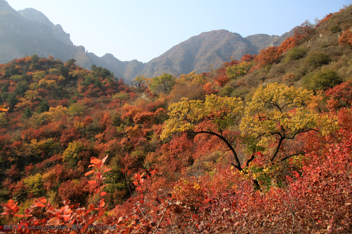 满山红叶 红叶 树枝 树叶 花红叶 光斑 黄栌树 河北白银坨 旅游摄影 树木树叶 生物世界