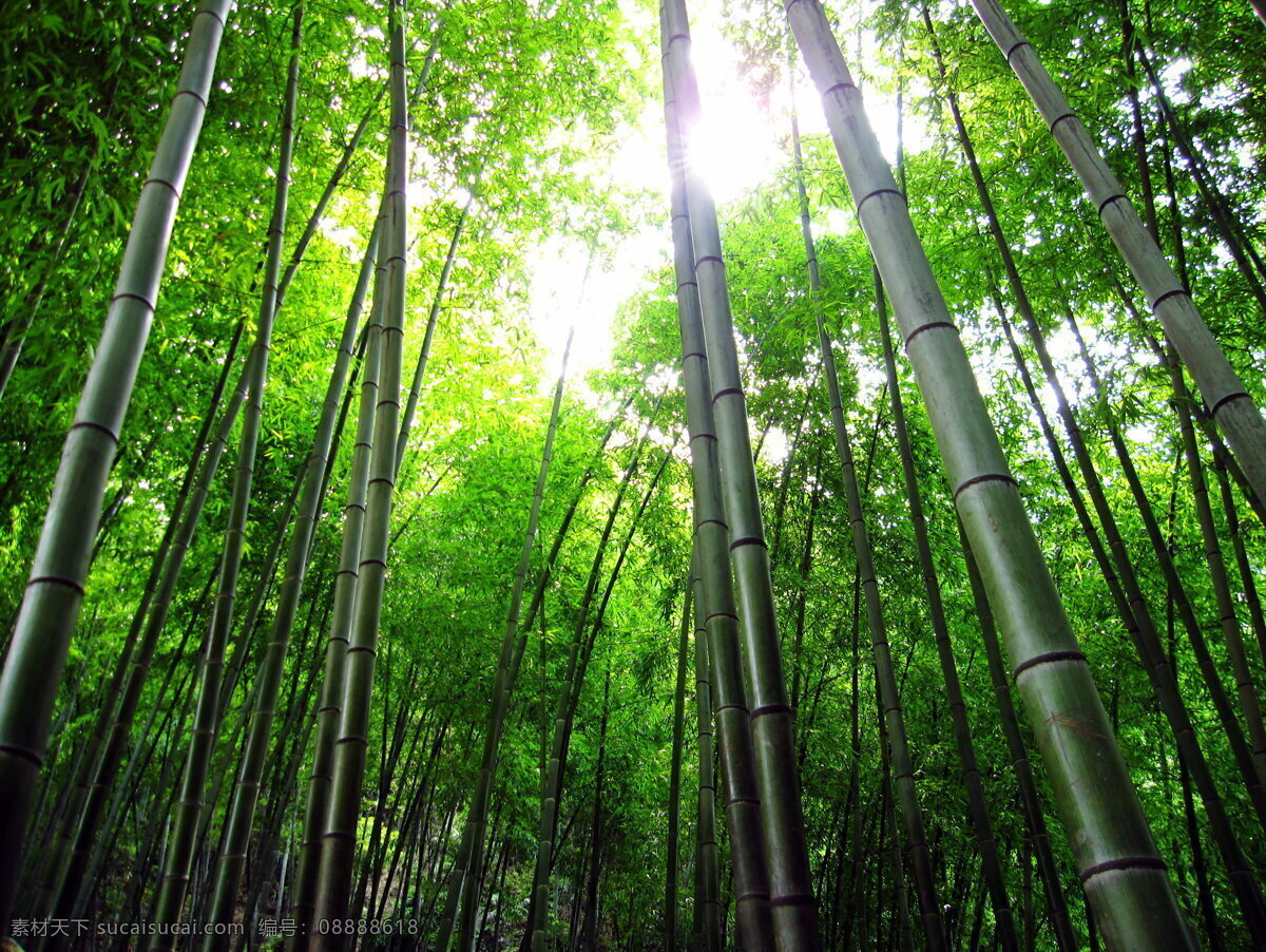 毛竹子 毛竹海 毛竹枝 毛竹叶 毛竹叶子 毛竹树枝 毛竹枝叶 毛竹干 毛竹竿 阳光竹子 毛竹背景 竹海 竹子图片 竹子素材 竹子特写 高清竹子 高清竹叶 高清竹林 卡通竹子 手绘卡通 幽静 石阶 登山 徒步 绿色 翠竹 竹 竹节 楠竹 毛竹 南竹 江南竹 茅竹 自然景观 自然风景