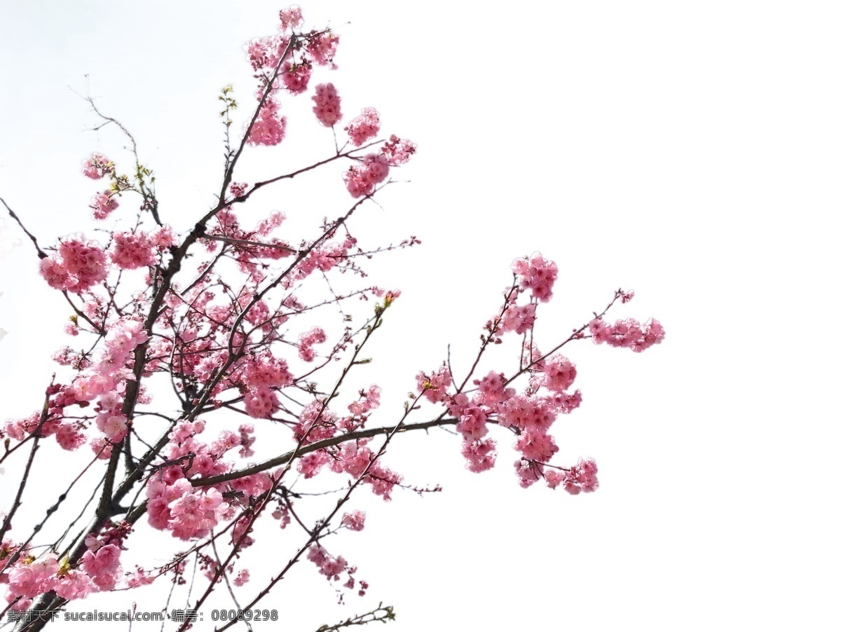 樱花 花枝 花朵 元素 花