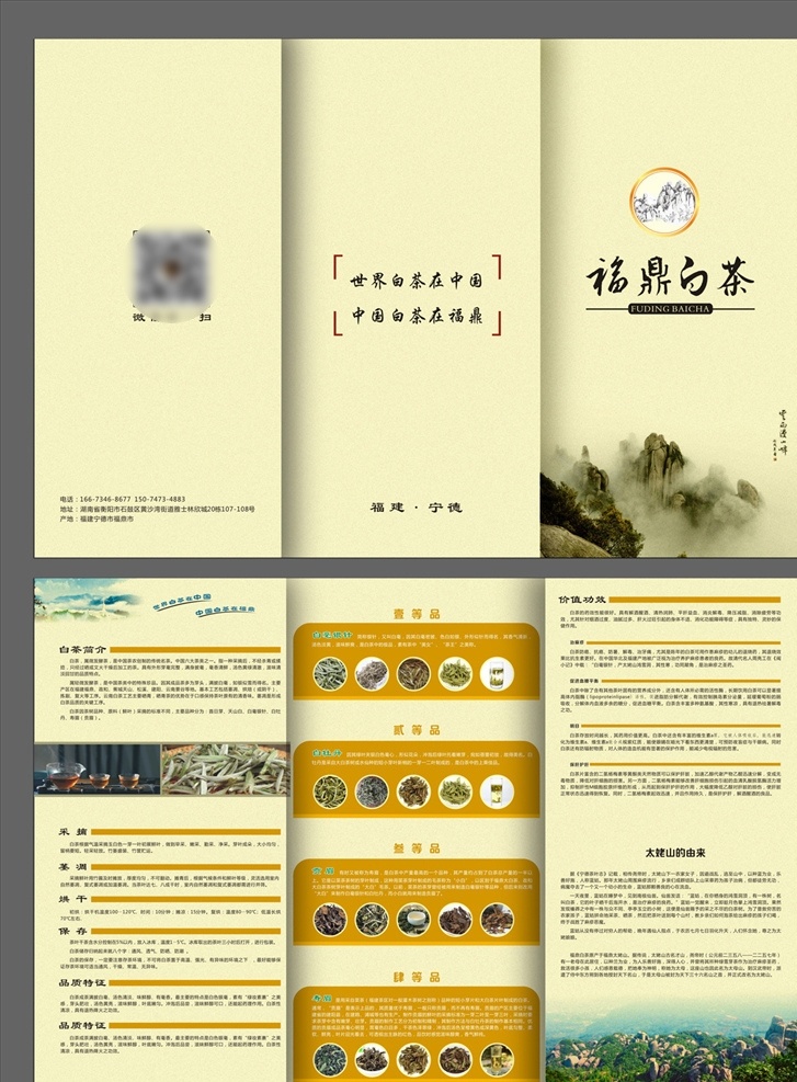 白茶广告 白茶 白毫银针 福鼎白茶 宣传单 三折页 茶叶 寿眉 贡眉 白牡丹 宁德 土人广告 孙老师 湖南衡阳 dm单 土人 dm宣传单