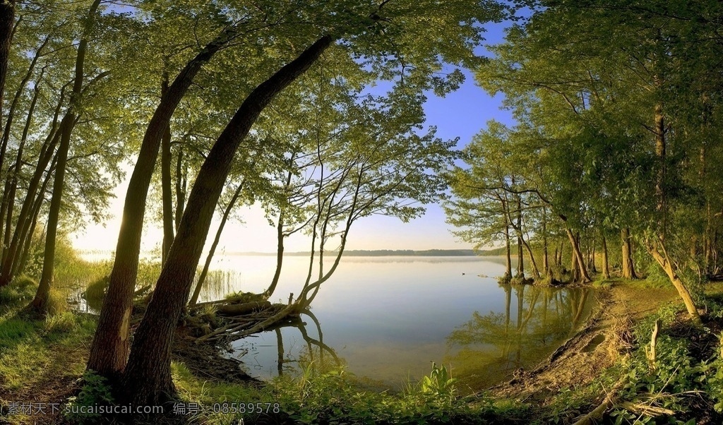 国外风景摄影 红树林 岸边 树林 森林 湖边 湖岸 电脑桌面屏保 自然景观 自然风景