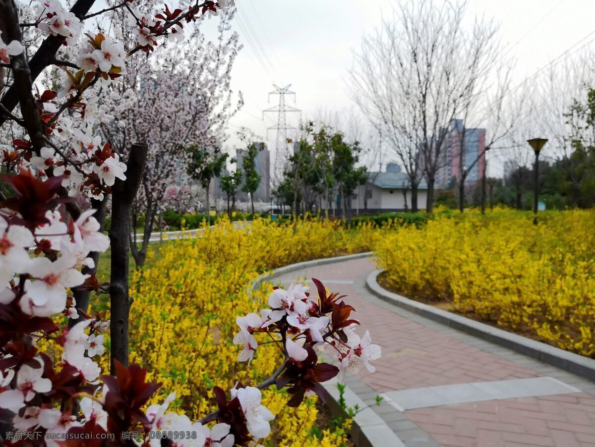 李子 花 连翘 李子花 连翘花 花朵 黄色 植物 随手拍 建筑园林 园林建筑