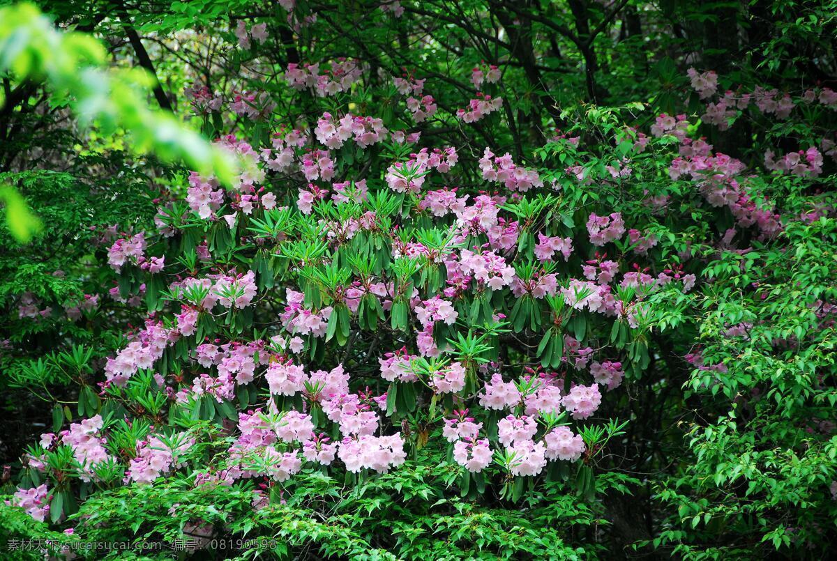 杜鹃 高清 野生杜鹃 贵州百里杜鹃 花卉 花草 生物世界