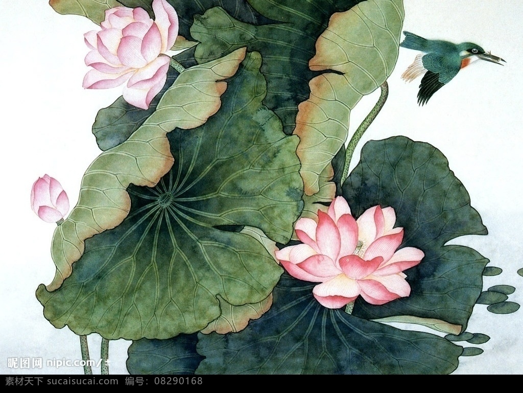 冰荷 荷花 文化艺术 美术绘画 设计图库