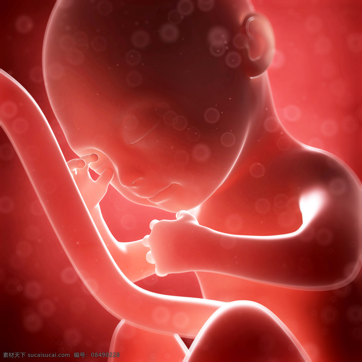 脐带 连接 婴儿 胎儿 孕育 胚胎发育 儿童图片 人物图片