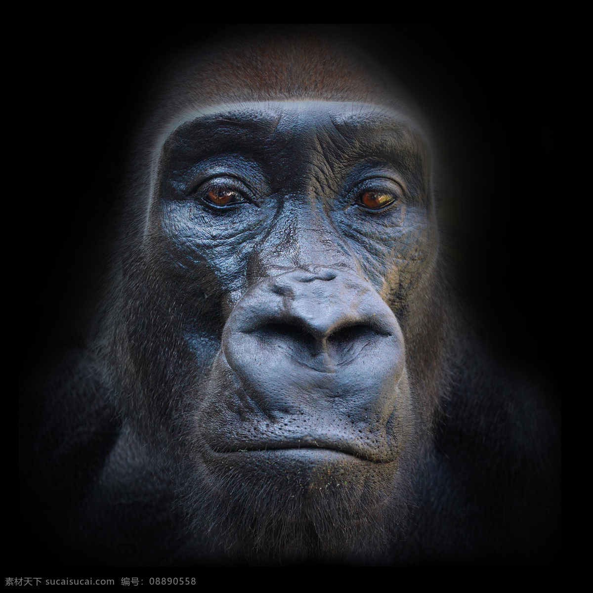 猩猩 头部 图 类人猿 动物 野生动物 动物世界 陆地动物 动物摄影 生物世界