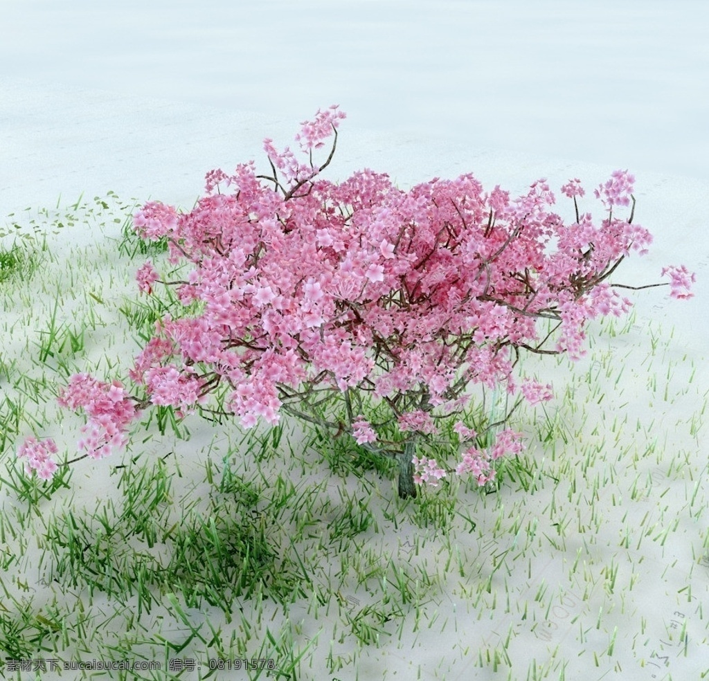 樱花树 植物 景观植物 盆栽 vray模型 景观模型 园林植物 max模型 重 制版 单体 模型 合 辑 室内模型 3d设计模型 源文件 max
