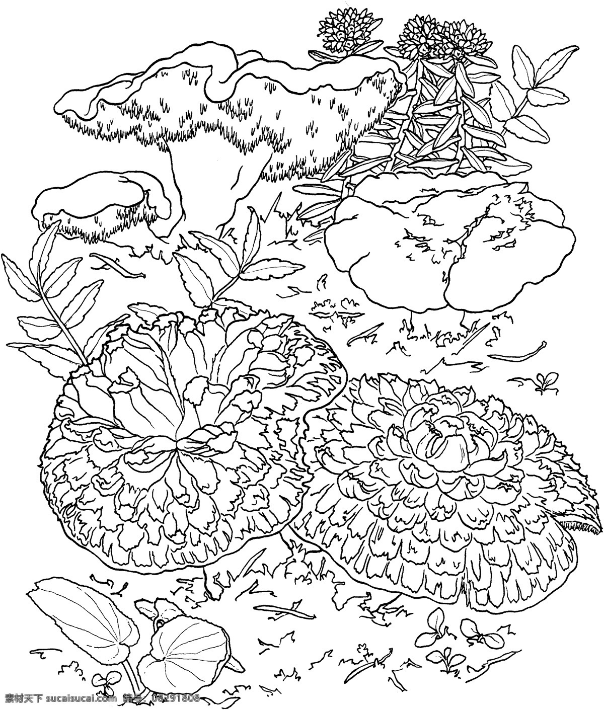 蘑菇 植物 菌类 设计素材 静物专辑 素描速写 书画美术 白色