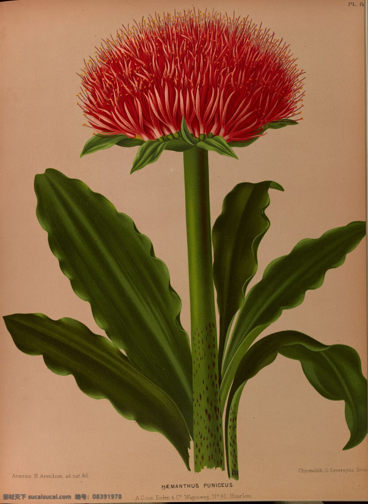 复古 手绘 网球 花 复古手绘 郁金香 植物图 插画 百合花 风信子 兰花 水仙花 最美丽的花 玫瑰花 玫瑰圣经 手绘兰花 植物图谱 装饰画 无框画 手绘插画 花卉 蝴蝶 鲜花 手绘花纹 精美花纹 兰花贴图 简洁 移门设计 彩色花朵 手绘设计 手绘花朵 花纹素材 生物世界 花草 redoute 植物园 复古手绘花卉