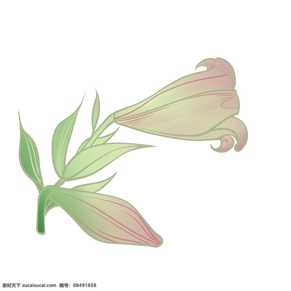手绘 含苞待放 百合花 紫色 花蕊 绿植 天然 白色 蓝色 漂亮 装饰 贴画 免扣 速写