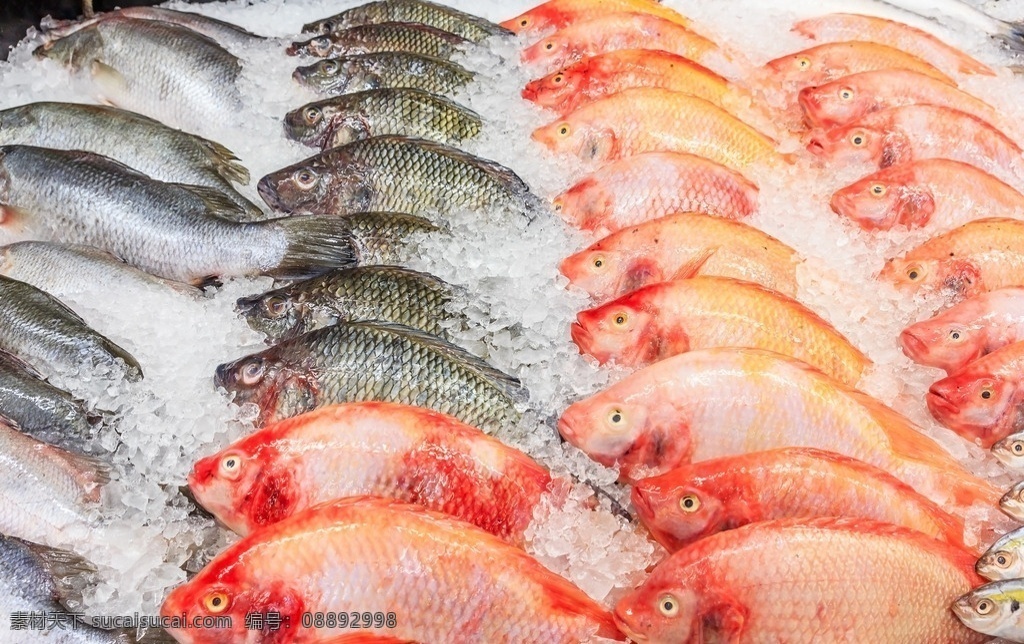 海鲜 海鲜市场 新鲜海鲜 海产品 新鲜海产品 海鲜素材 海鲜大全 海产品大全 海参 鲍鱼 蛤蜊 海螺 扇贝 食物图片 餐饮美食 传统美食