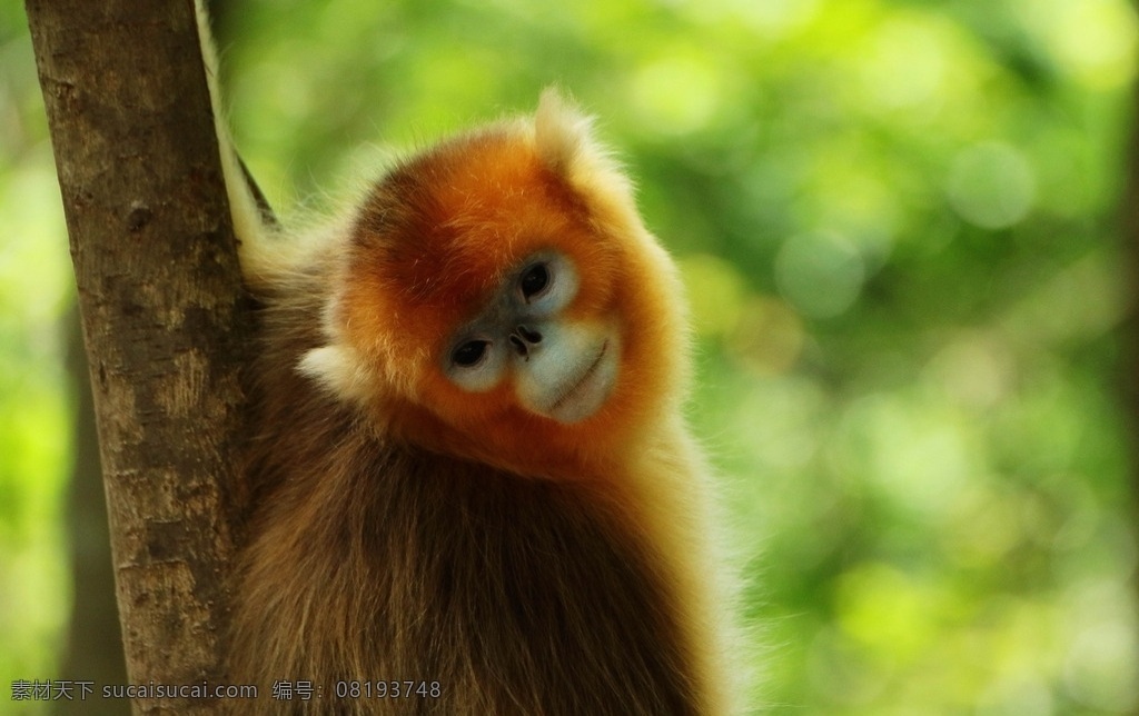 金丝猴 猴子 野生动物 灵长类动物 哺乳动物 动物 飞鸟 昆虫 禽类 生物世界