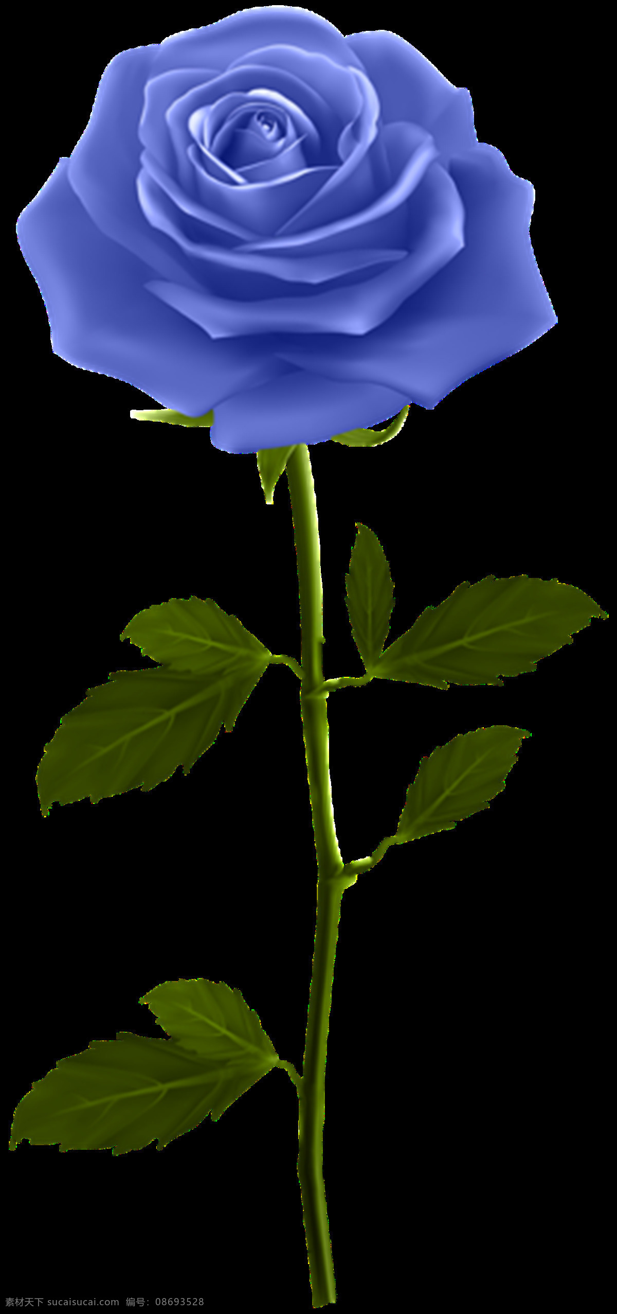 蓝玫瑰图片 玫瑰 白玫瑰 红玫瑰 蓝玫瑰 玫瑰花 黄玫瑰 鲜花 花朵 花 植物 花瓣 花卉 png图 透明图 免扣图 透明背景 透明底 抠图 生物世界 花草