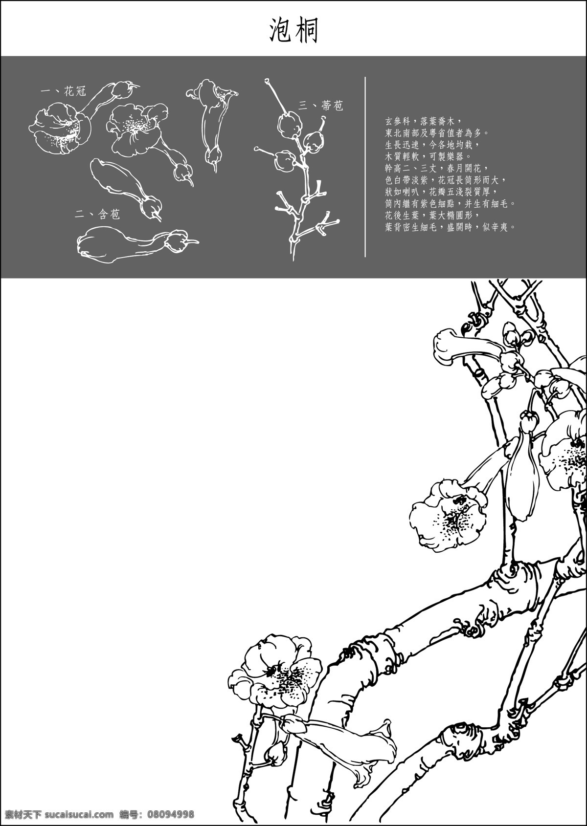 白描花稿 泡桐 中国 工笔画 花卉 图谱 文化艺术 美术绘画 矢量图库