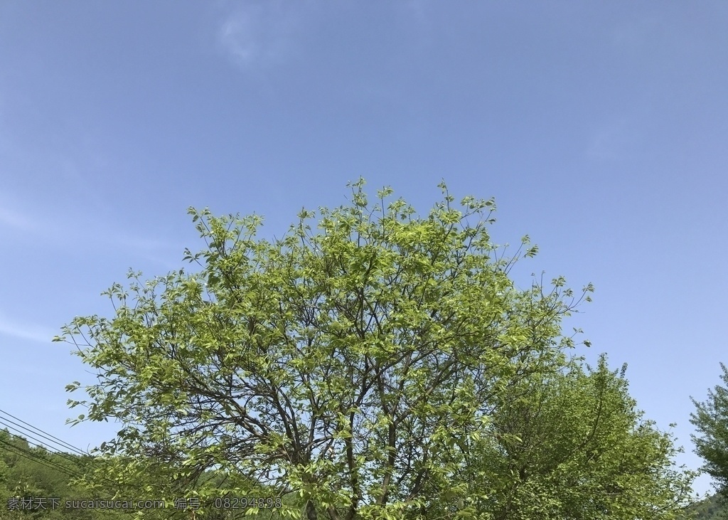 蓝天 绿叶 绿树 晴空 春天 里 嫩 叶子 春天里 嫩叶子 树叶天空 树叶蓝天 春天里蓝天 自然景观 田园风光