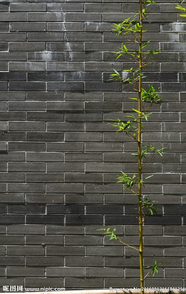 砖墙前的竹子 砖墙 青砖墙 竹子 竹叶 竹杆 阳光 户外 生物世界 树木树叶
