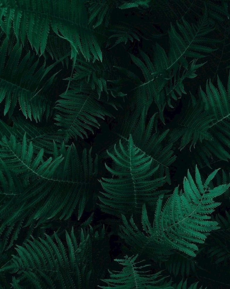 植物背景 叶子 植物 绿色 背景 海报背景 自然景观 自然风景