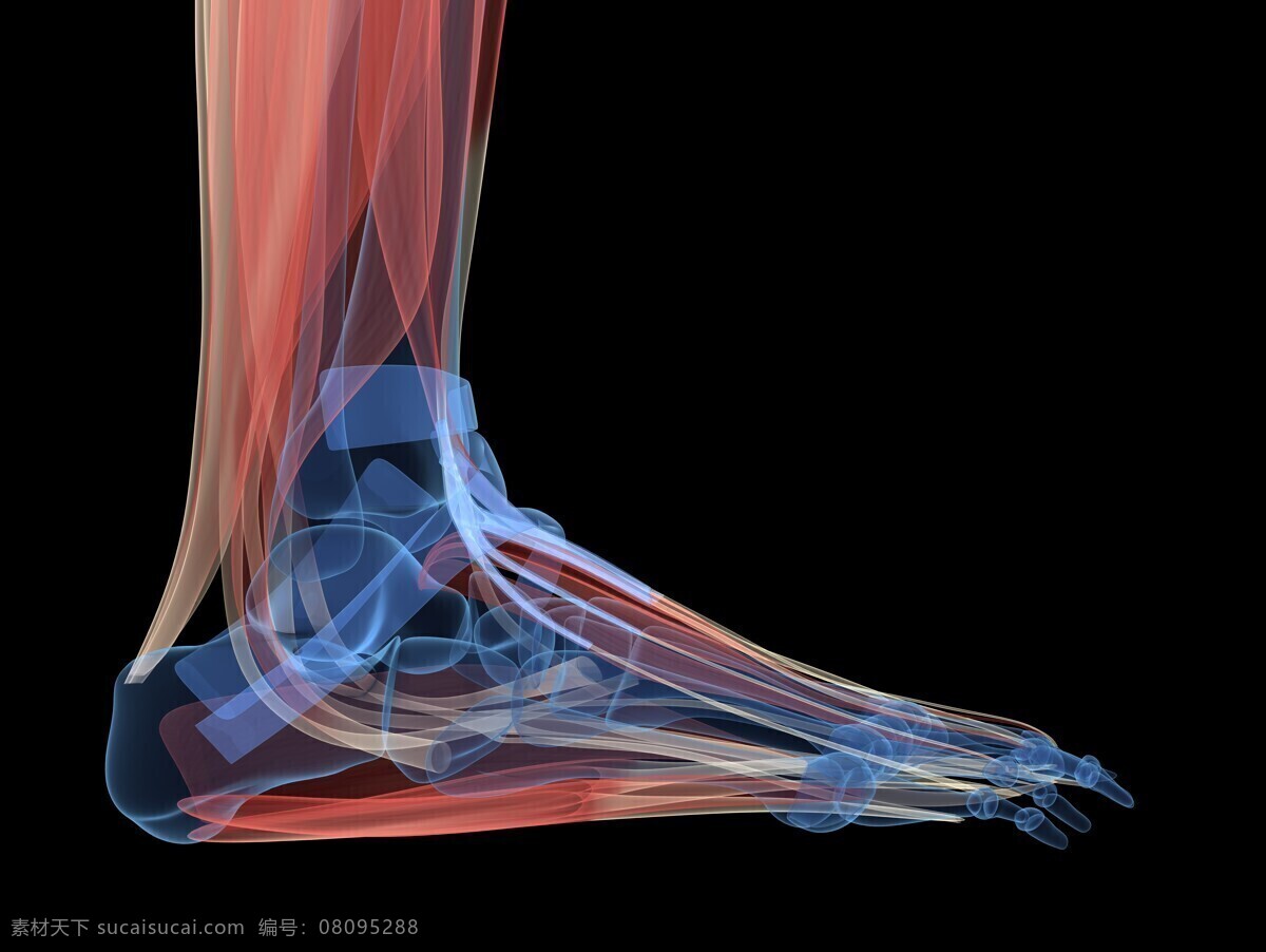 脚部 肌肉 组织 脚掌肌肉组织 脚部肌肉组织 人体器官 医学图片 医疗护理 现代科技