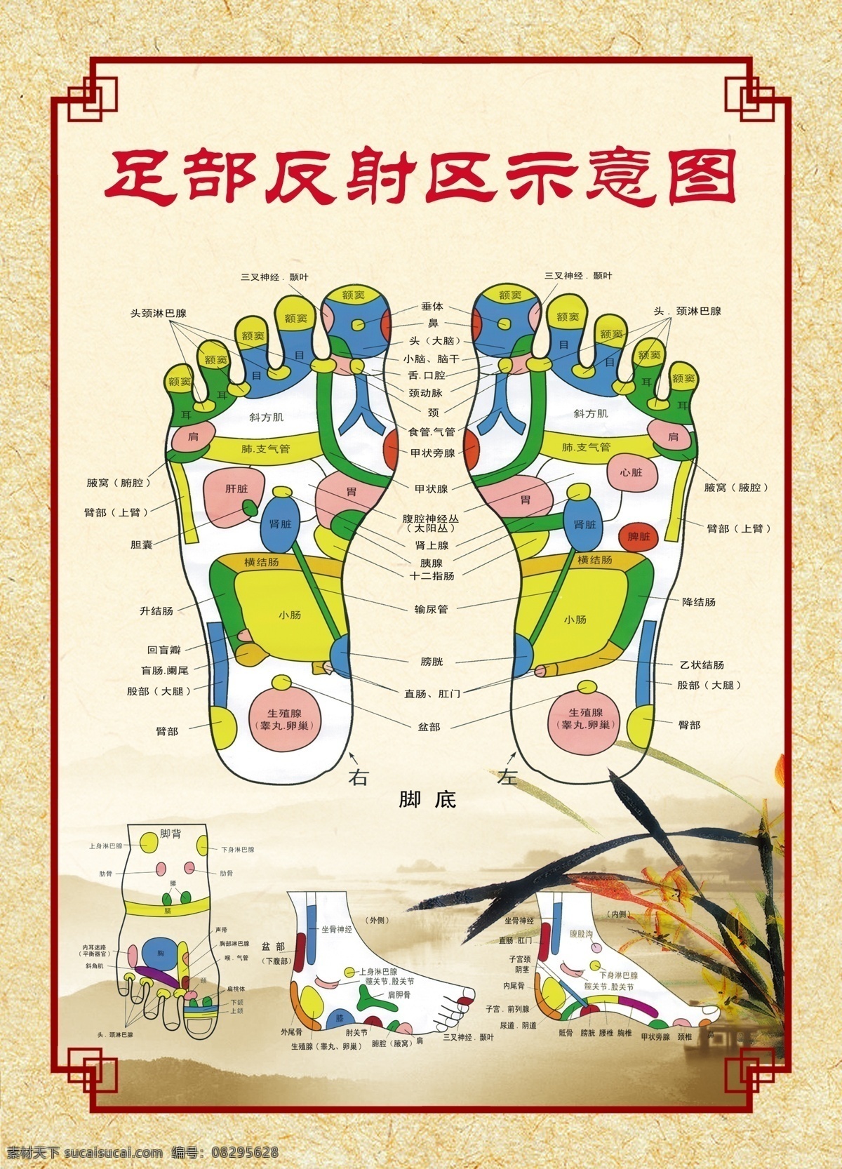 足 部 反射 区 示意图 按摩 足部穴位 穴位 足疗 泡脚 分层