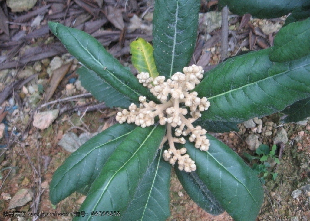 枇杷花开 枇杷花素材图 枇杷花图 花草 生物世界