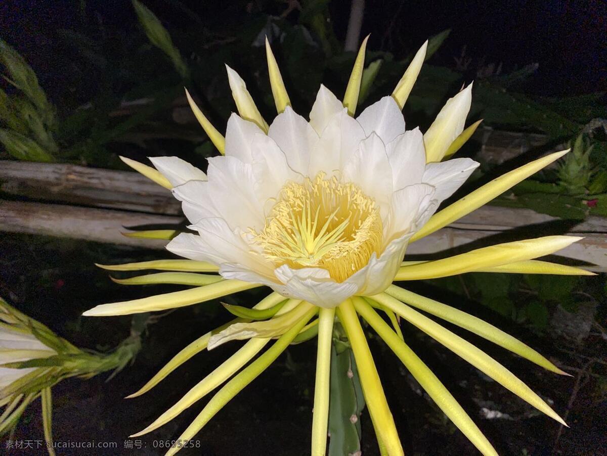 火龙果花图片 夜间 火龙果花 仙人掌科 白色 绽放 自然景观 自然风景