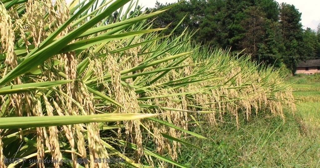 山 绿色 水稻 稻 稻穗 自然景观 田园风光