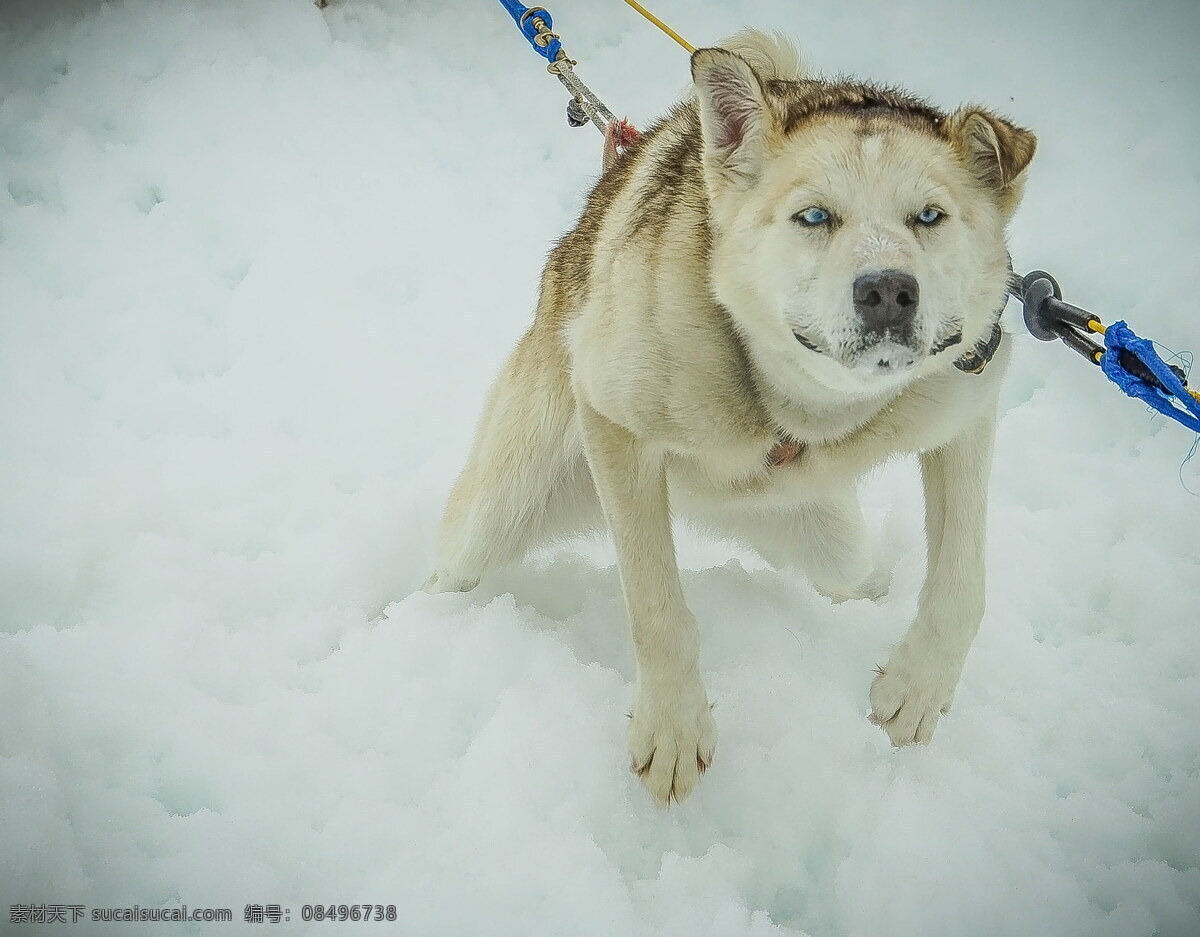 阿拉斯加 雪橇 犬 雪橇犬图片 狗狗图片 小狗图片 雪橇犬