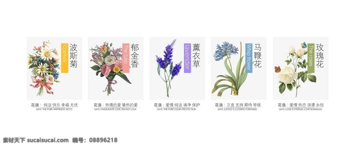 各类花 花语 逼真花 高档素材 品质 薰衣草 波斯菊 郁金香 玫瑰花 马鞭花 马鞭草 白色