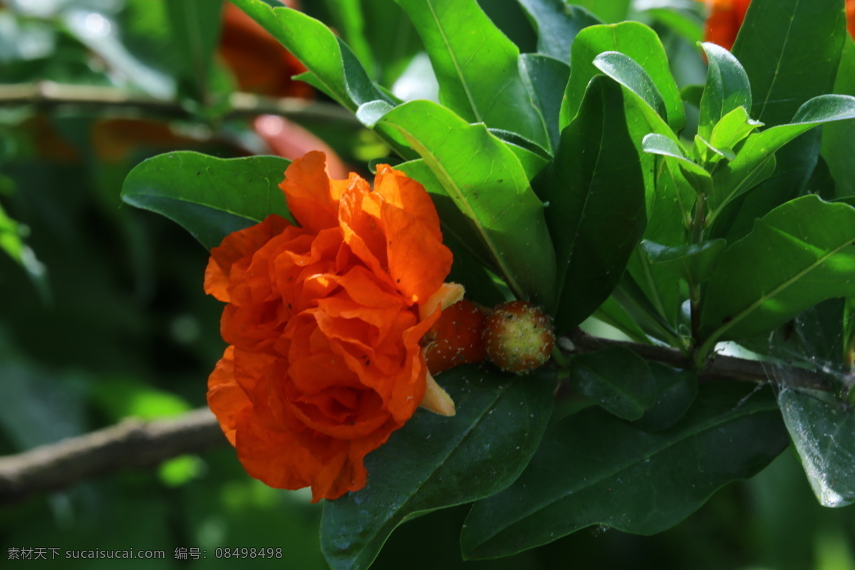石榴 观赏花卉 安石榴 若榴 花卉 花儿 枝叶 石榴树 花草 植物 园林绿化 绿化景观 石榴花石榴 生物世界
