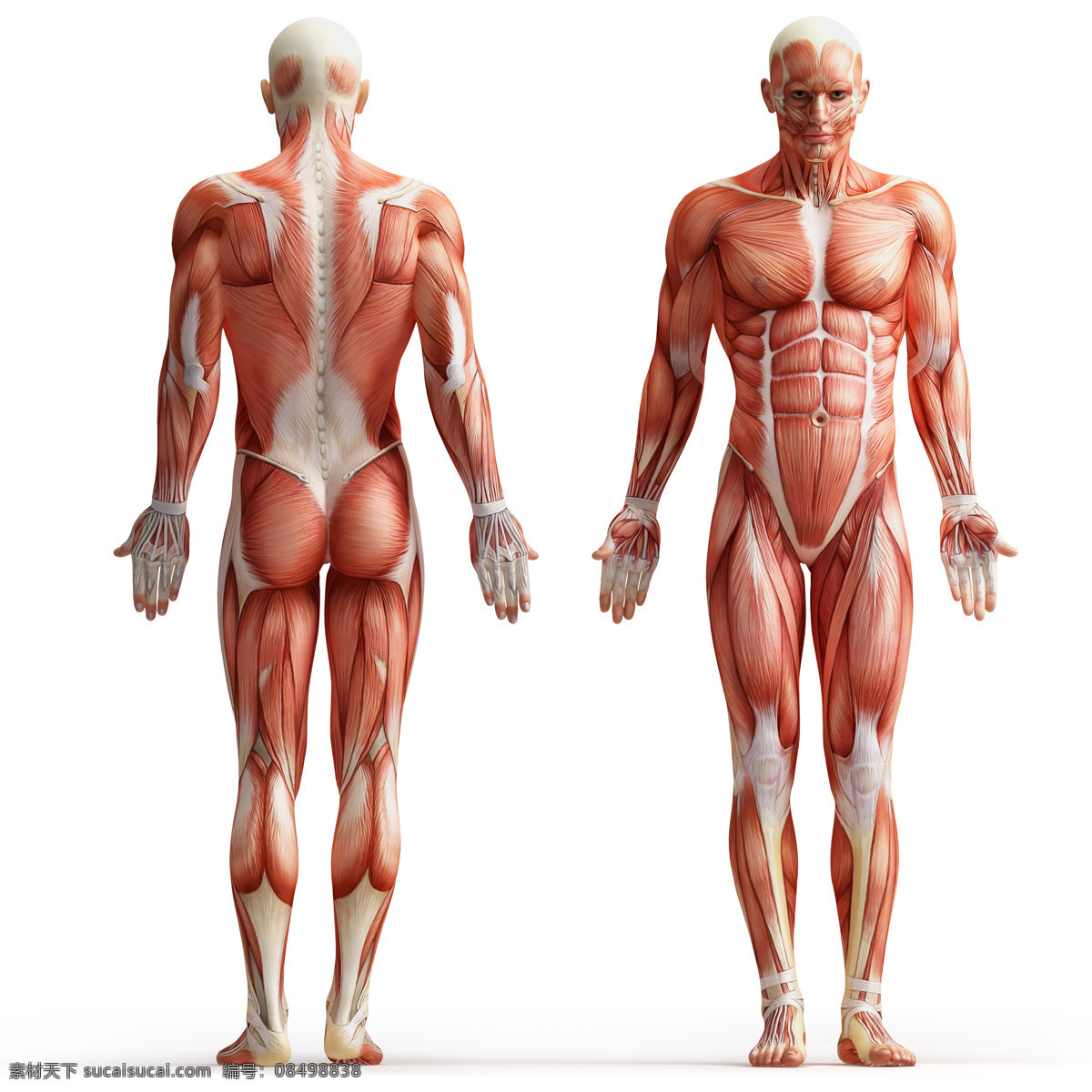 男性 人体 肌肉 人体解剖学 男性人体 肌肉组织图 医学 医疗护理 现代科技