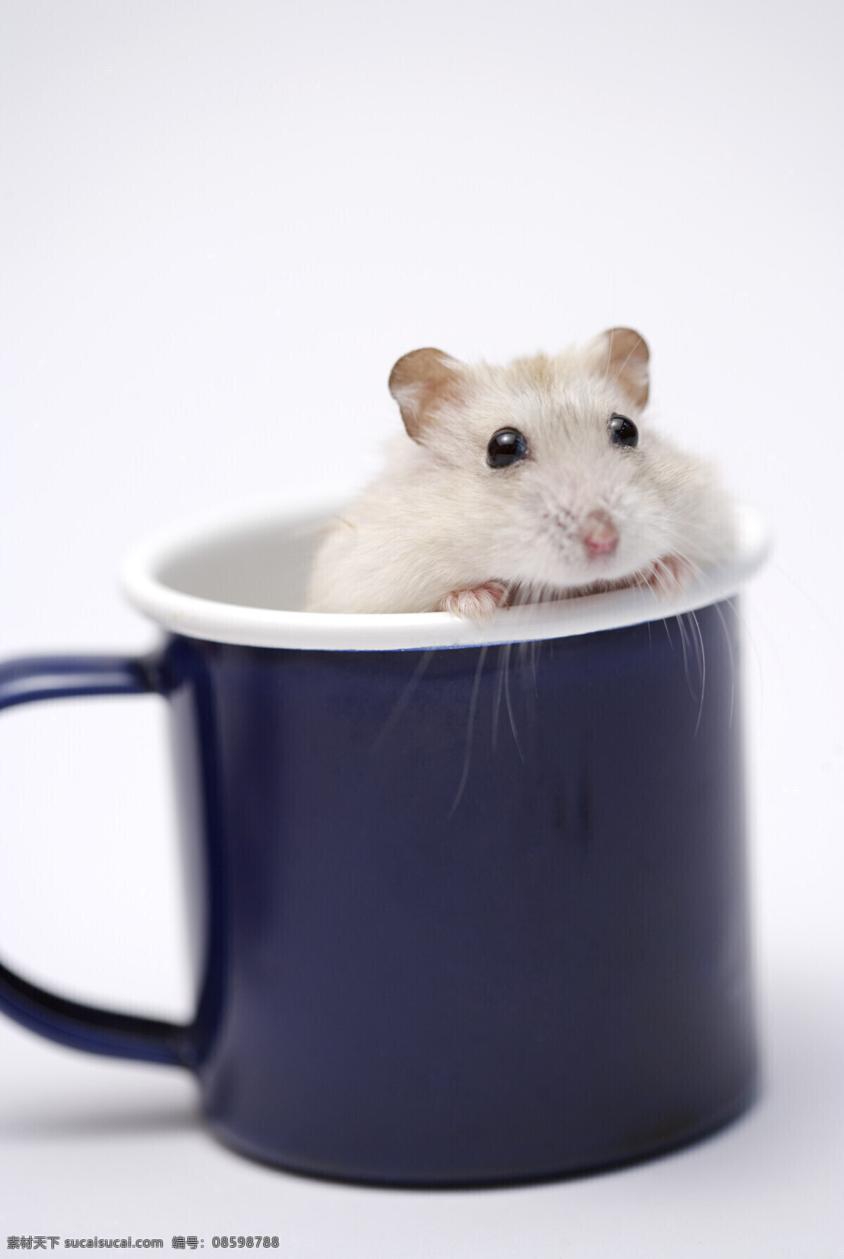 小白 鼠 家禽家畜 老鼠 生物世界 小白鼠 杯子里的老鼠 矢量图 日常生活