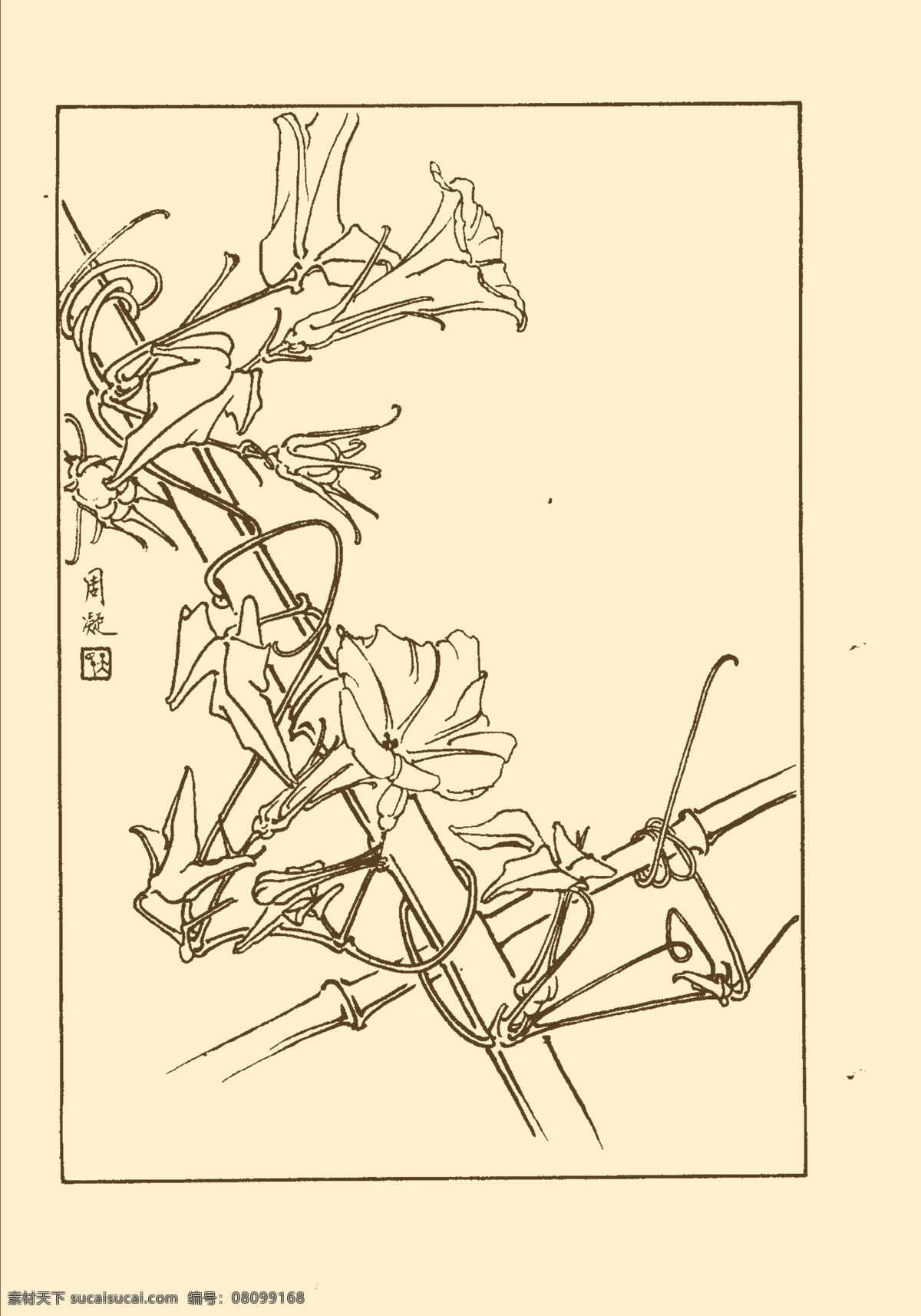 牵牛 鲜花 花卉 花草 植物 白描 中国画 国画 线画 花卉白描 分层 源文件