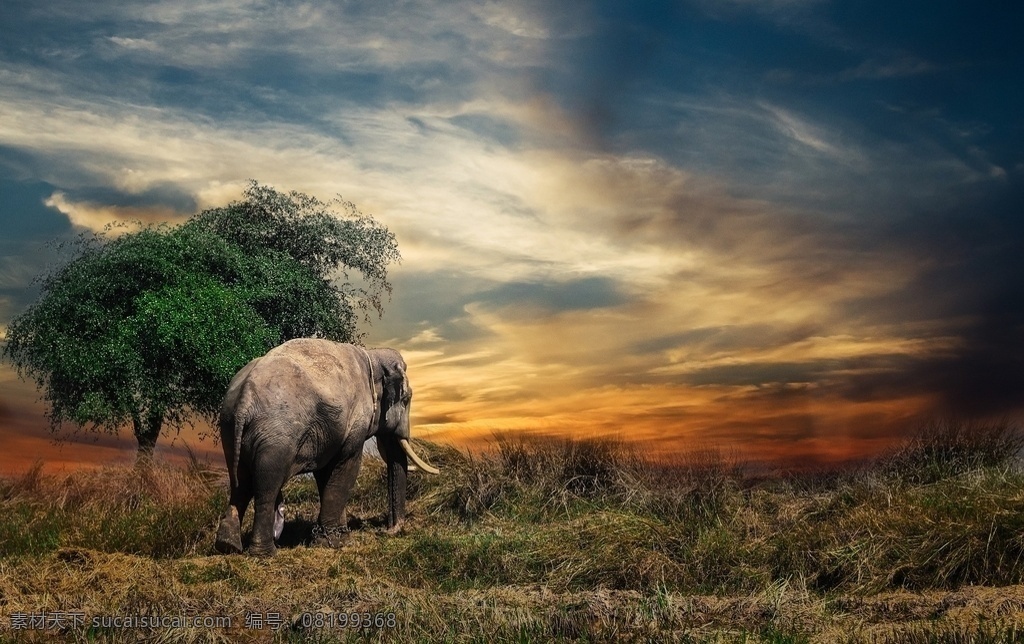 野外风光 大象 天空 树 草地 云 阳光 背景 壁纸 动物 生物世界 野生动物