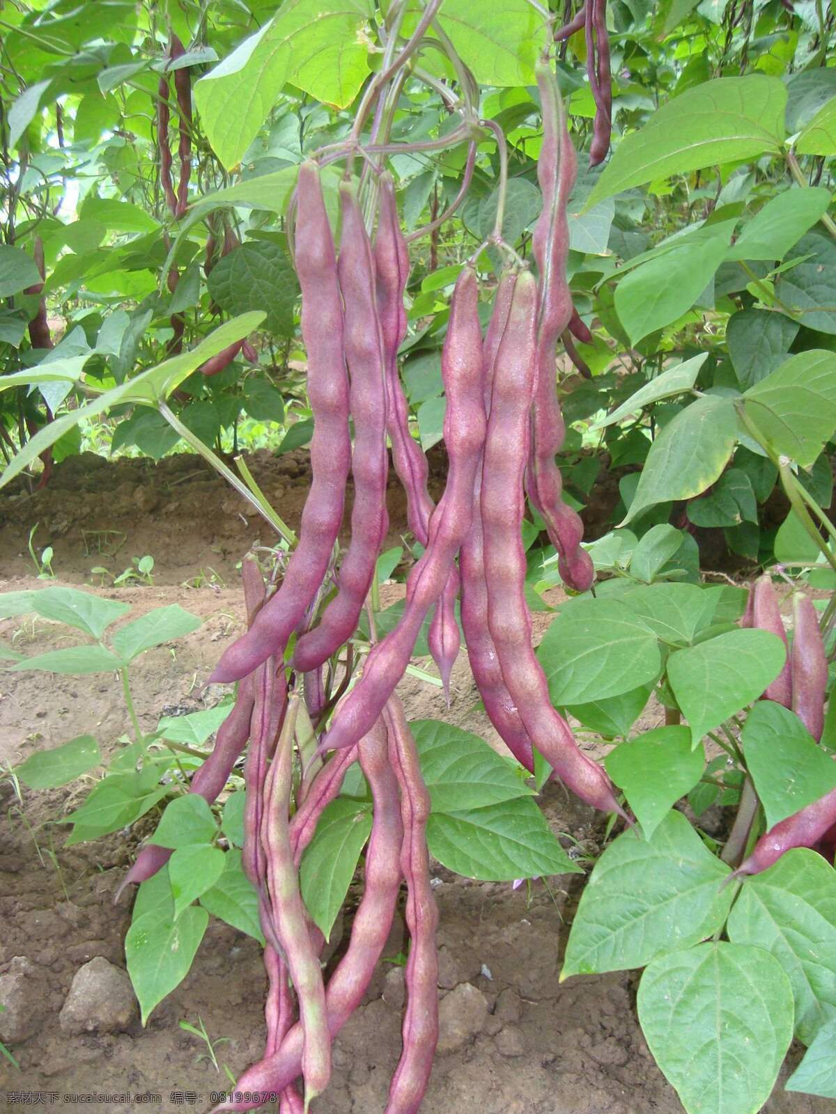 紫红的架豆 豆叶 架豆地 土地 豆子 蔬菜 生物世界