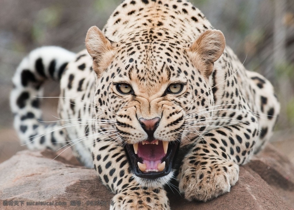 豹子 豹纹 凶狠 豹头 獠牙 动物世界 生物世界 野生动物