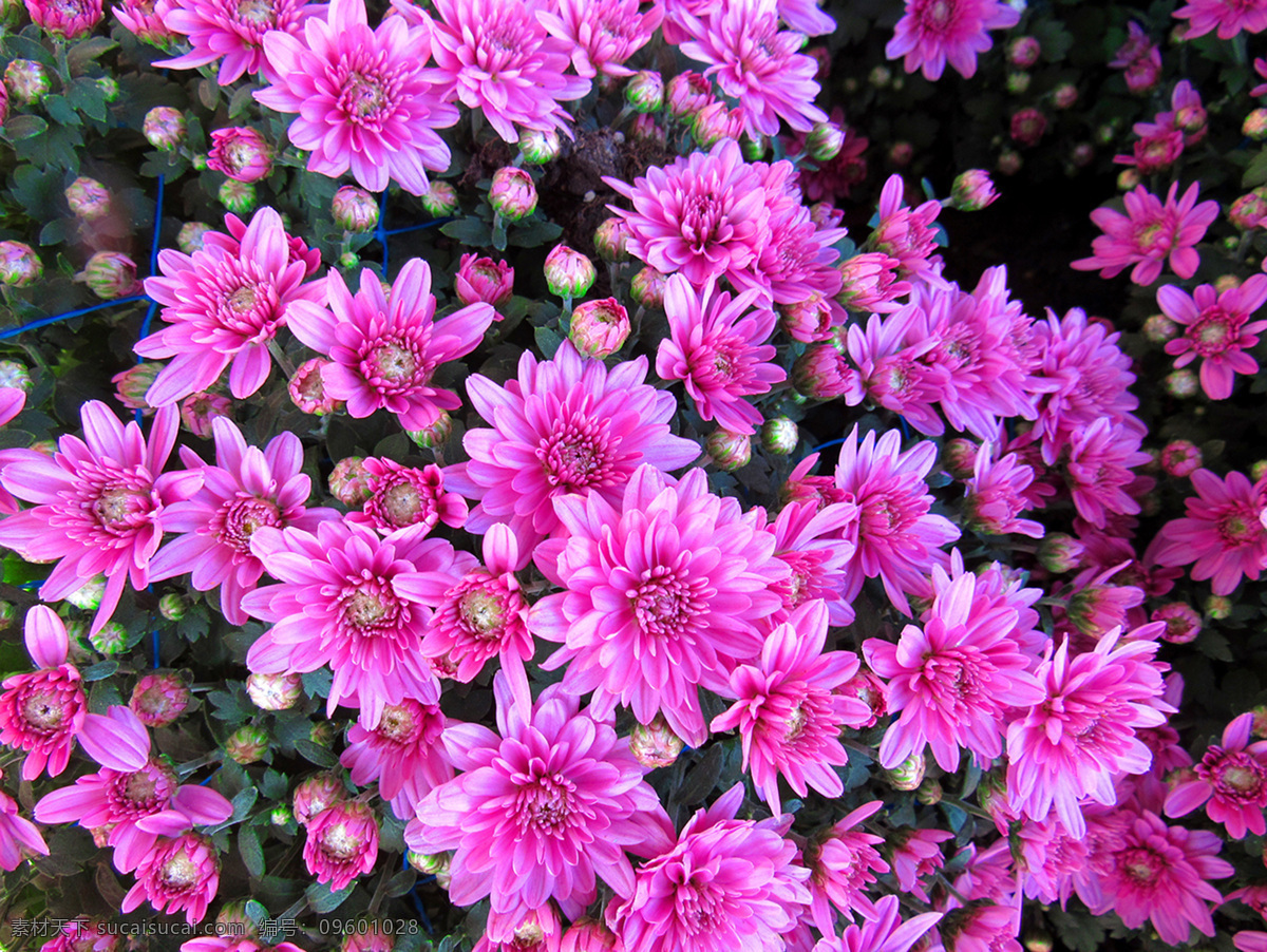菊 菊花 紫色菊花 美丽菊花 北京植物园 风景名胜 生物世界 花草