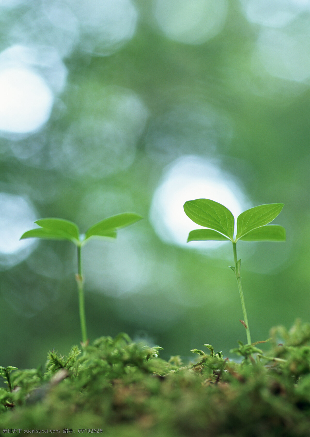 幼苗 树苗 绿色 清新 嫩叶 绿意 生物世界 植物 春天 绿色环境 发芽 生长 高清图片 花草树木