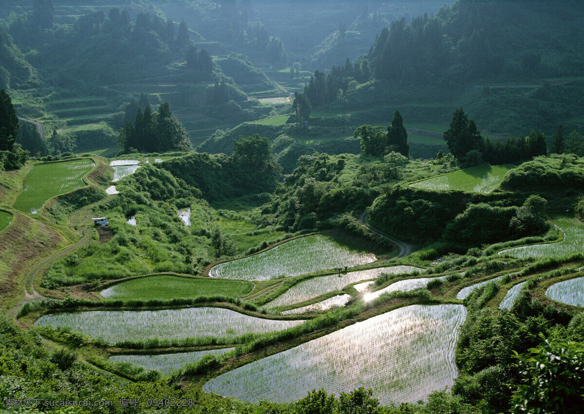 稻田免费下载 稻田 田野 乡村田园图片 植物 庄稼 风景 生活 旅游餐饮