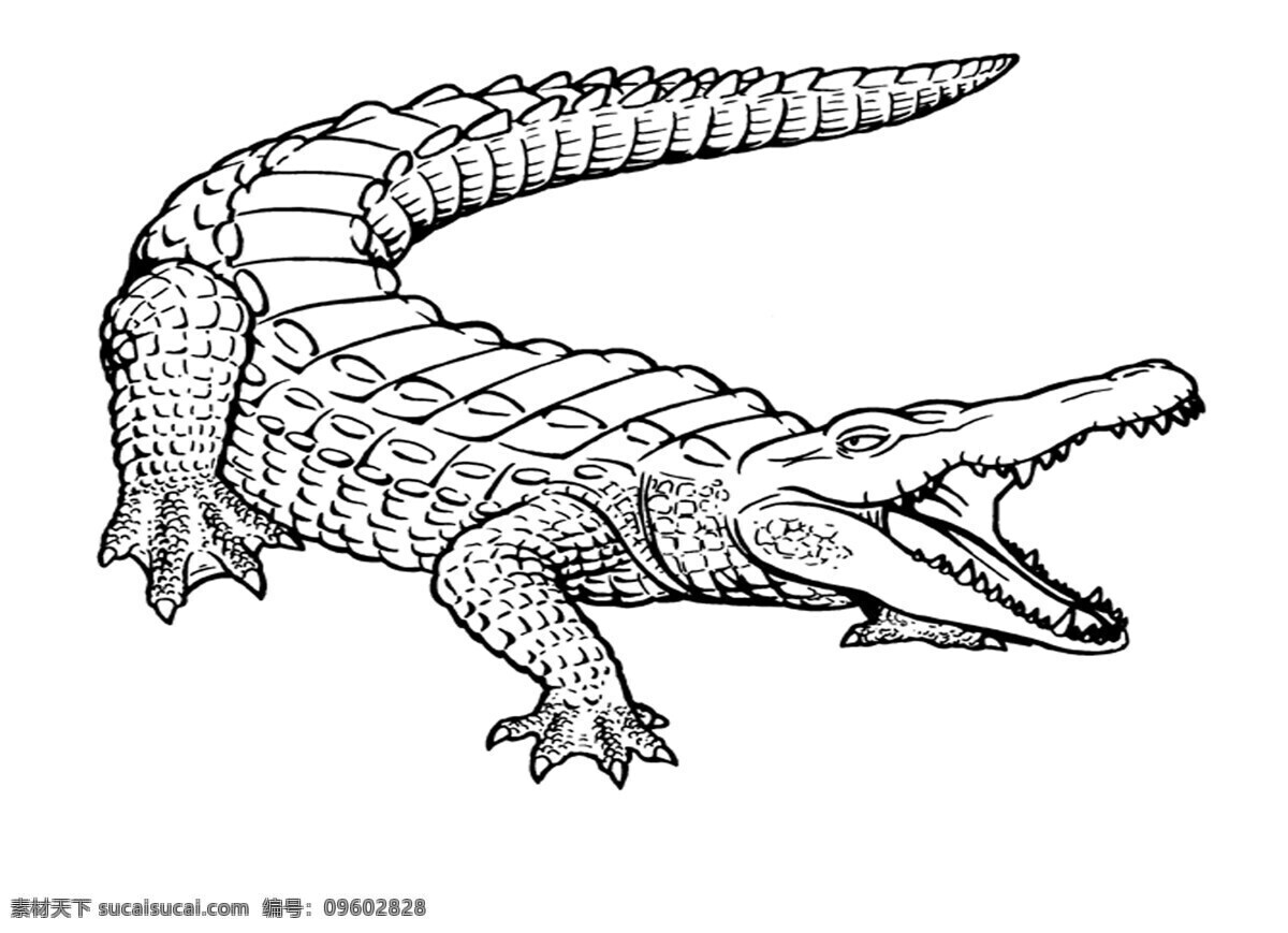 手绘鳄鱼 凶猛 鳄鱼 鳄鱼素描 动物素描 素描 鳄鱼插画 冷血动物 爬行动物 手绘动物 生物世界 野生动物